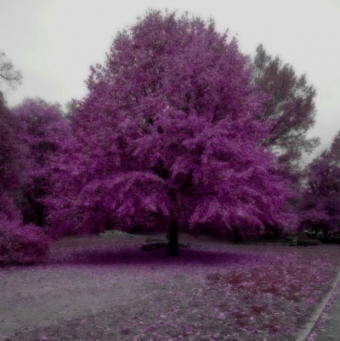 Albero Central Park