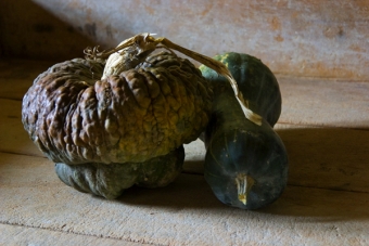 Zucca