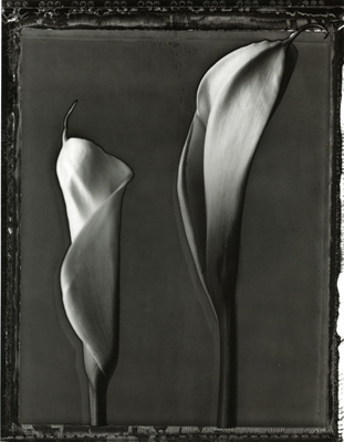 Calla Lilies #3