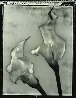 Calla Lilies #4