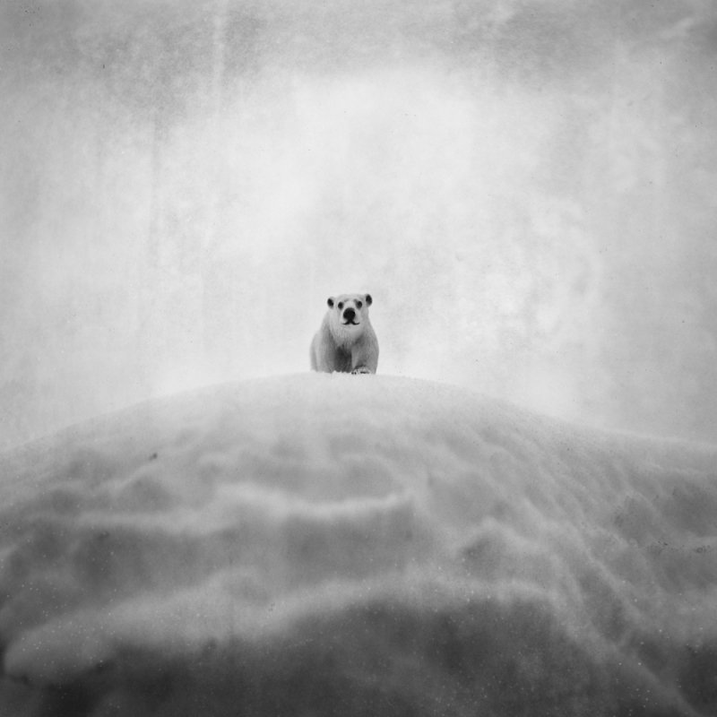 Andrea Buzzichelli 